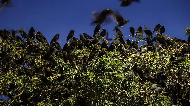 Pájaros negros invaden los cielos